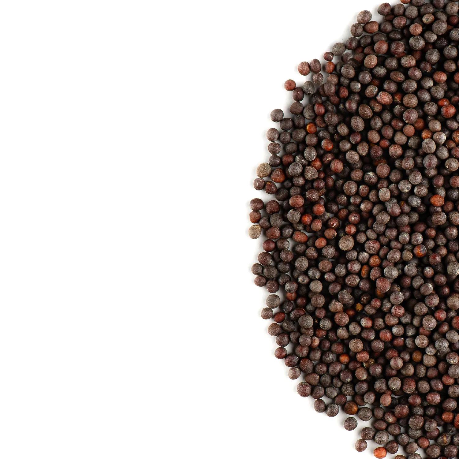Valley of Tea Svartsenapsfrö krydda 200g ekologisk