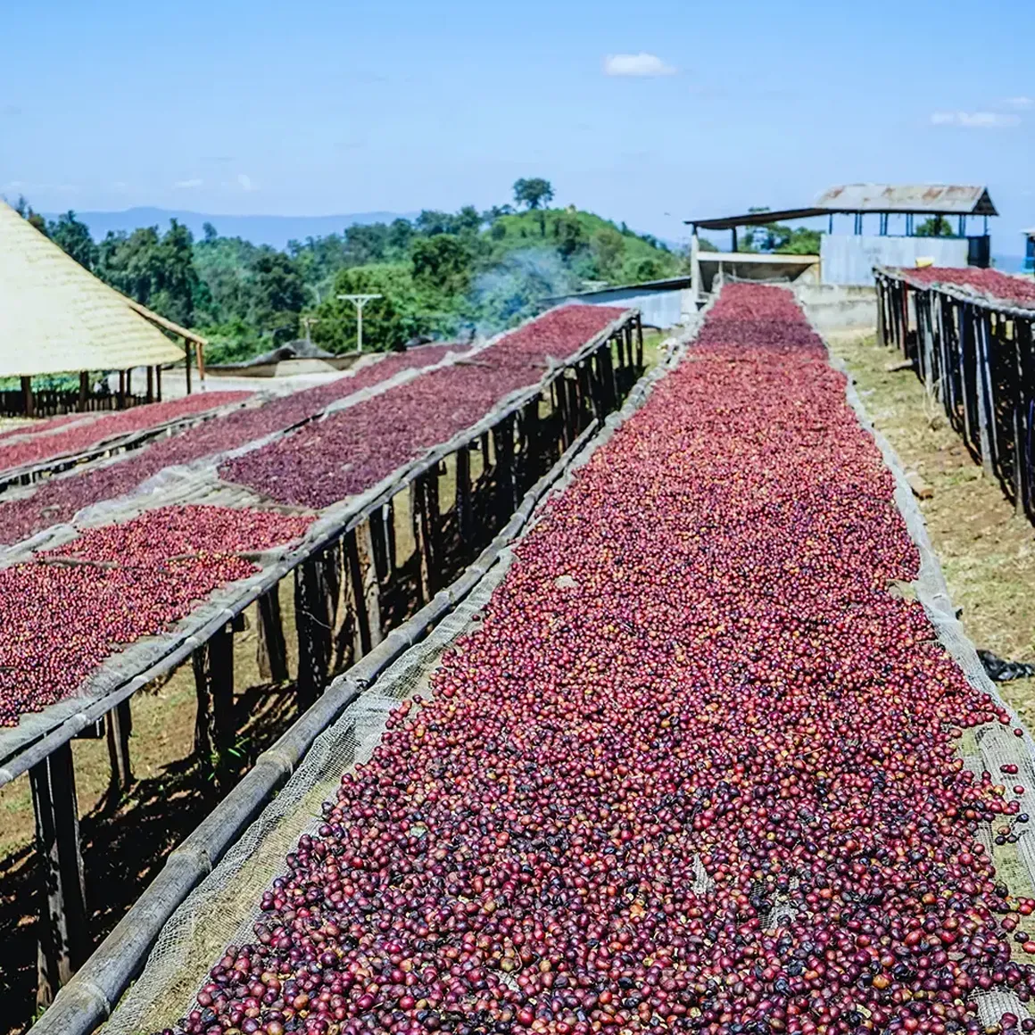Gringo Kayon Mountain kaffe 250 g Etiopien bärtorkat