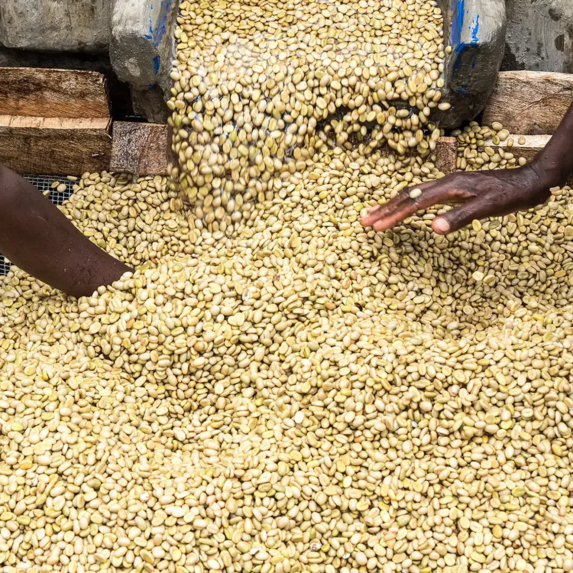 Gringo Kenya Karimikui AA ursprungskaffe 250g fruktig