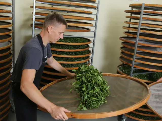 Renegade Tea Estate Bootcamp te-kurs bokning 2026