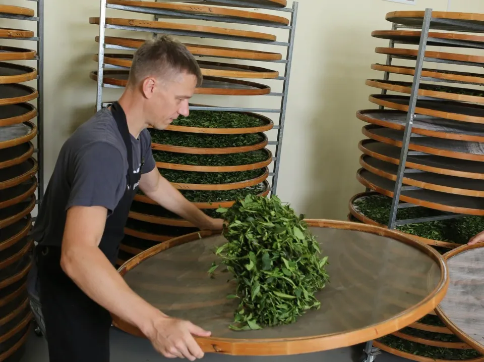 Renegade Tea Estate Bootcamp te-kurs bokning 2026