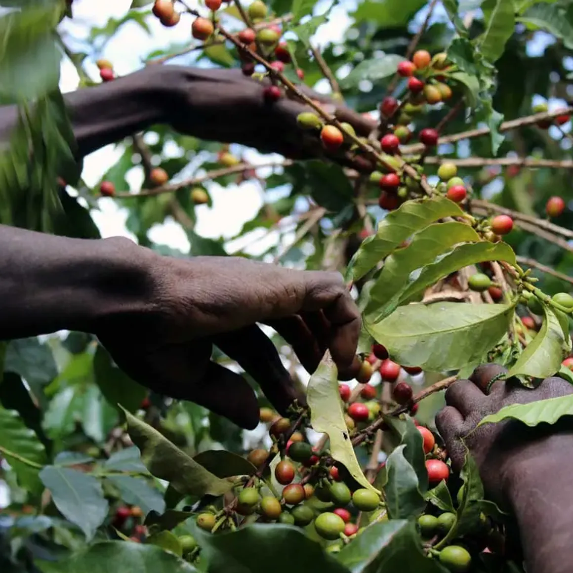 Gringo Kenya Karimikui AA ursprungskaffe 250g fruktig