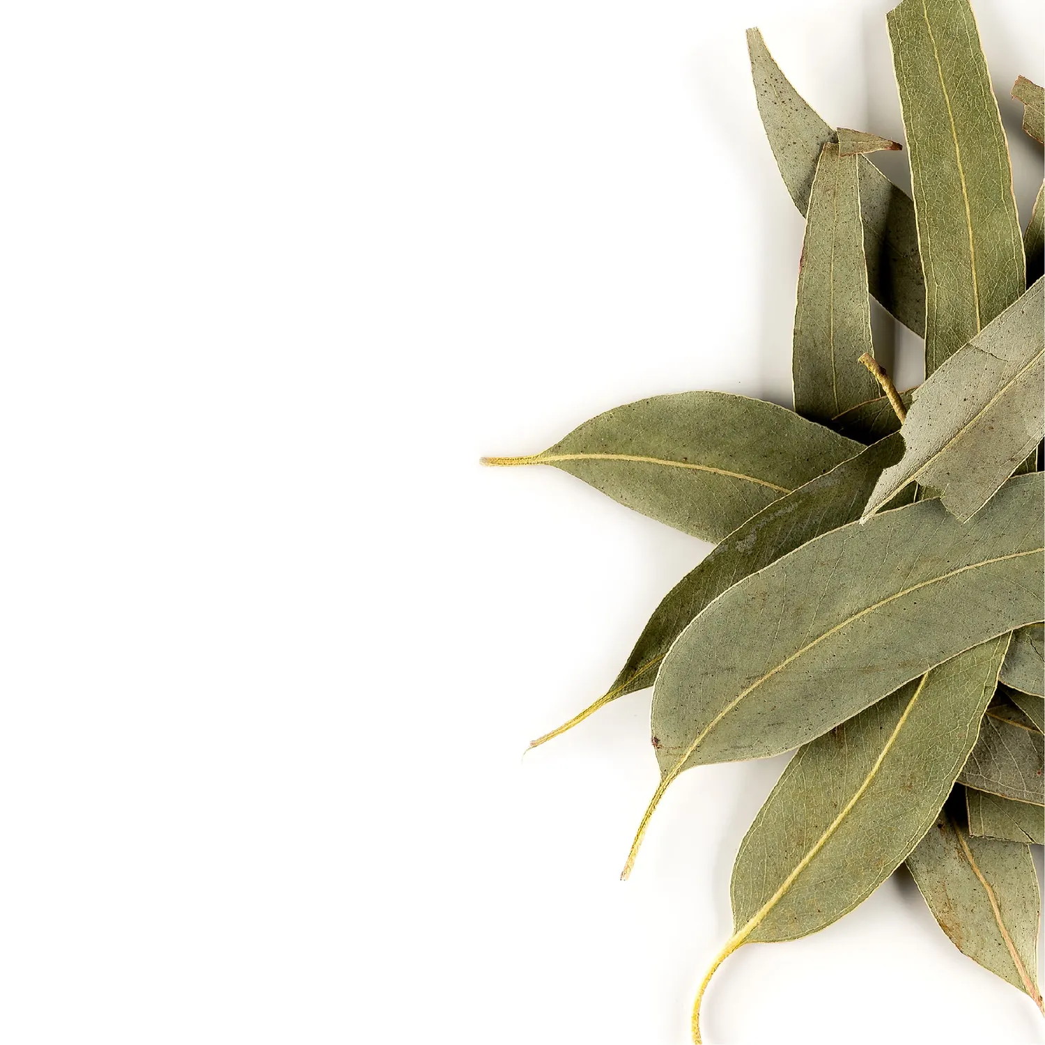 Valley of Tea Eukalyptusblad örtte lösvikt 50g helblad