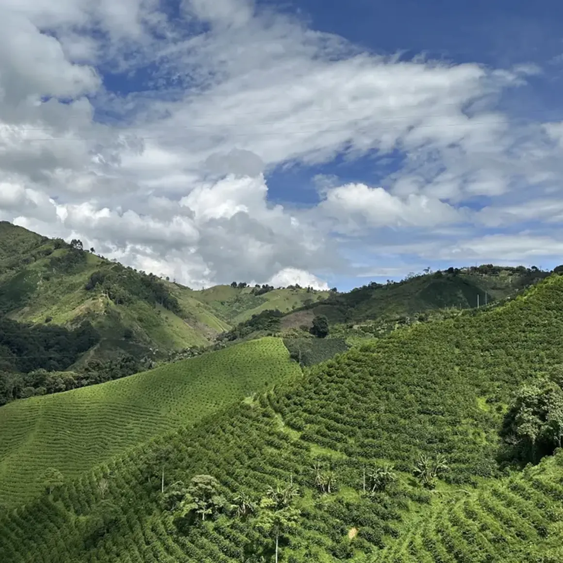 Gringo Colombia Las Moras kaffe 250 g björnbär