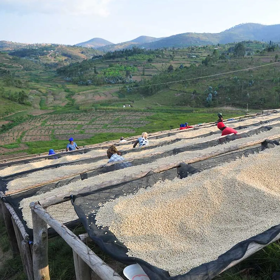 Gringo Rwanda Nyamurinda kaffe 250 g tvättat