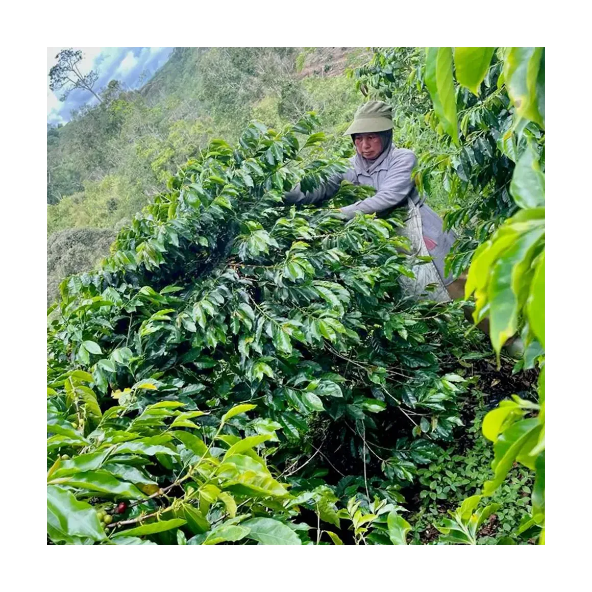 Bönor & Blad Gringo Sumatra Ketiara kaffe 250 g eko