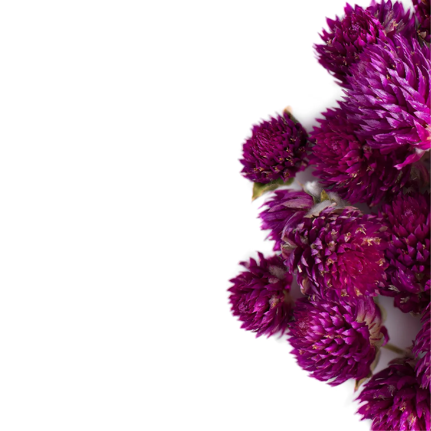 Valley of Tea Amarantblomma blomte 50g rosa