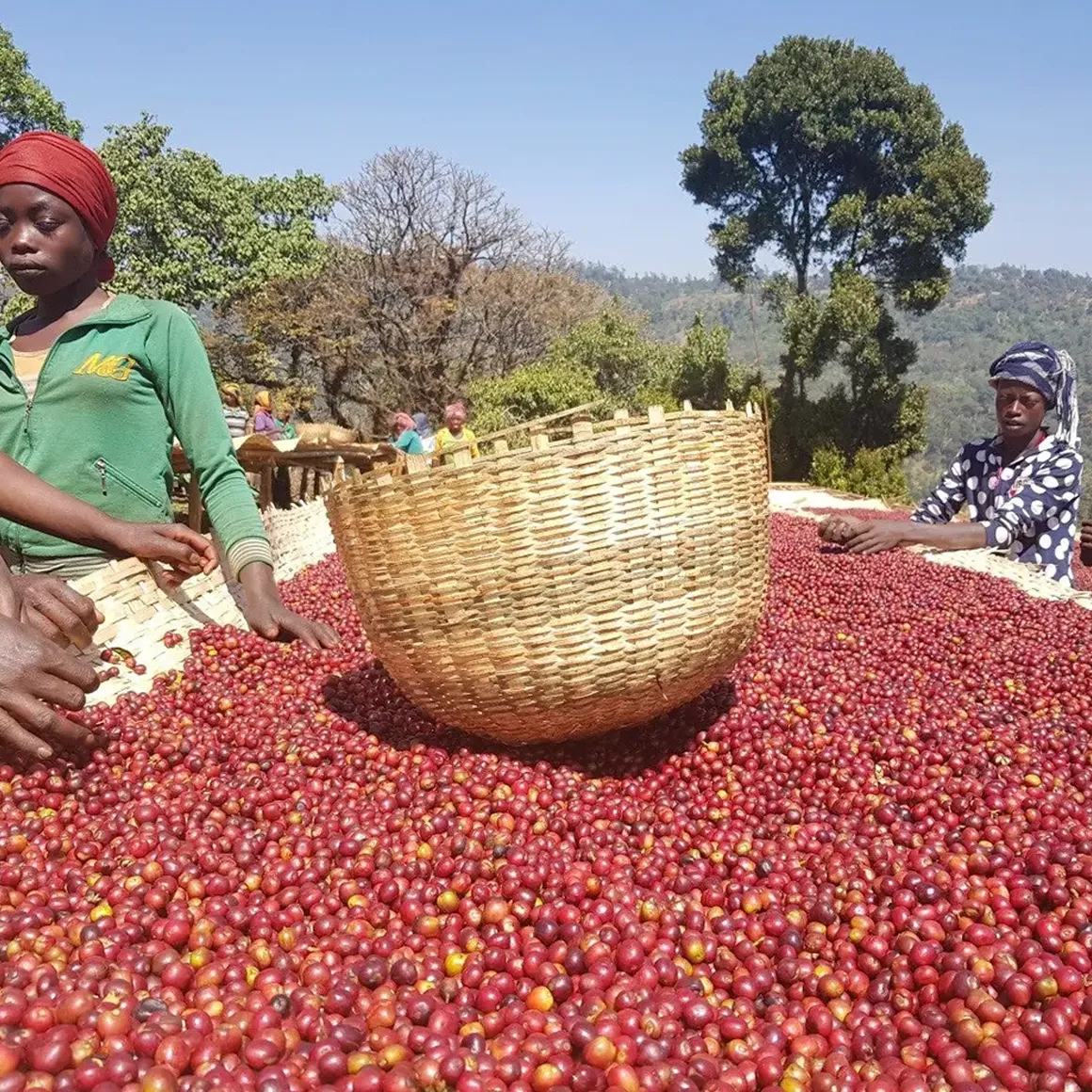 Gringo Etiopien Guiju Hambela Decaf koffeinfritt kaffe 250g