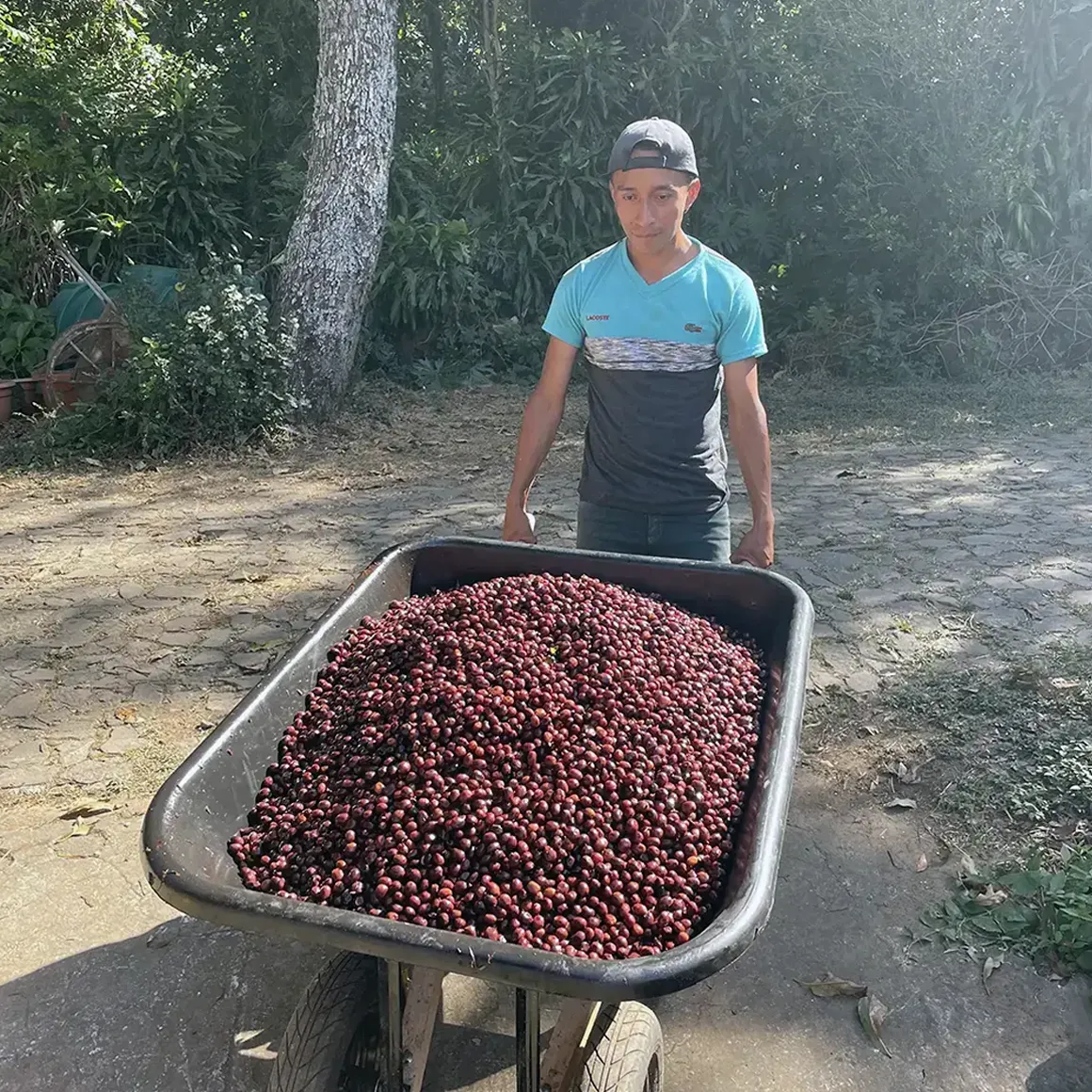 Bönor & Blad El Salvador Finca El Cerro kaffe tvättat