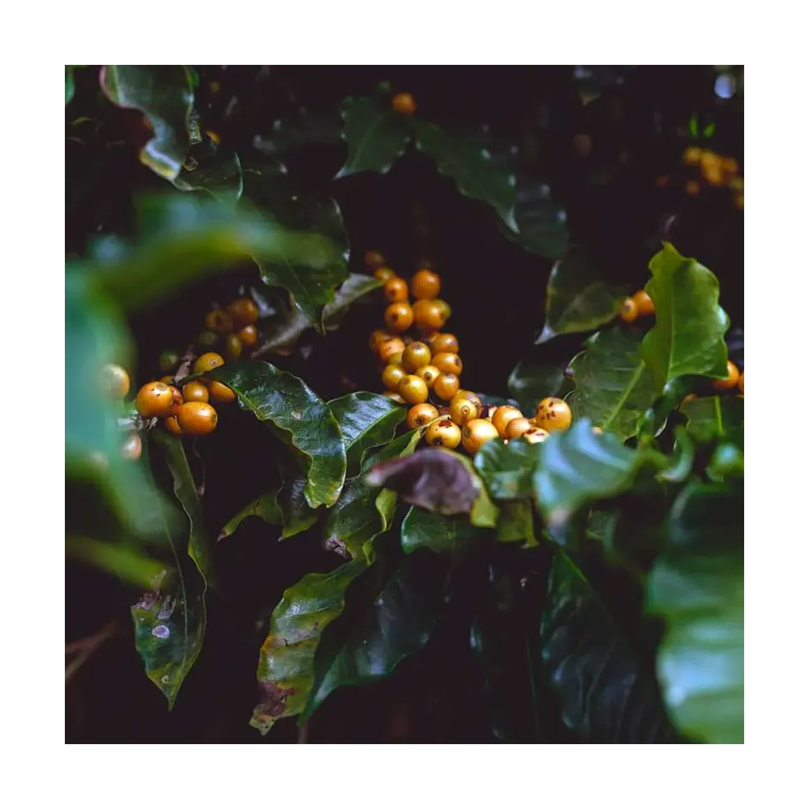 Gringo Brasilien Pereira kaffe 250 g natural söt